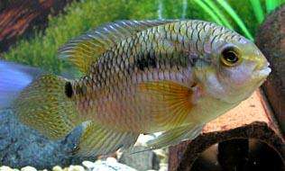 Brown Acara 3"